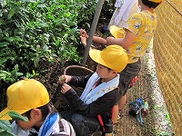 茶摘み体験