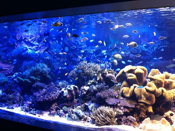 水族館２