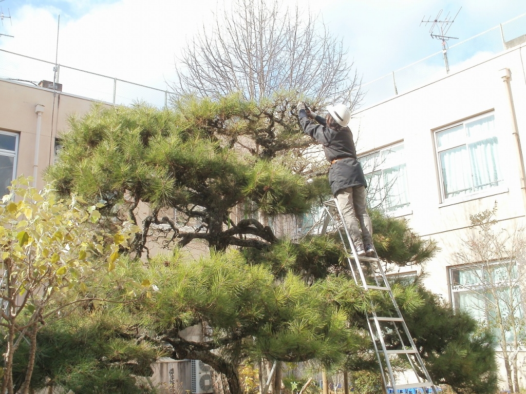 松の枝払い２