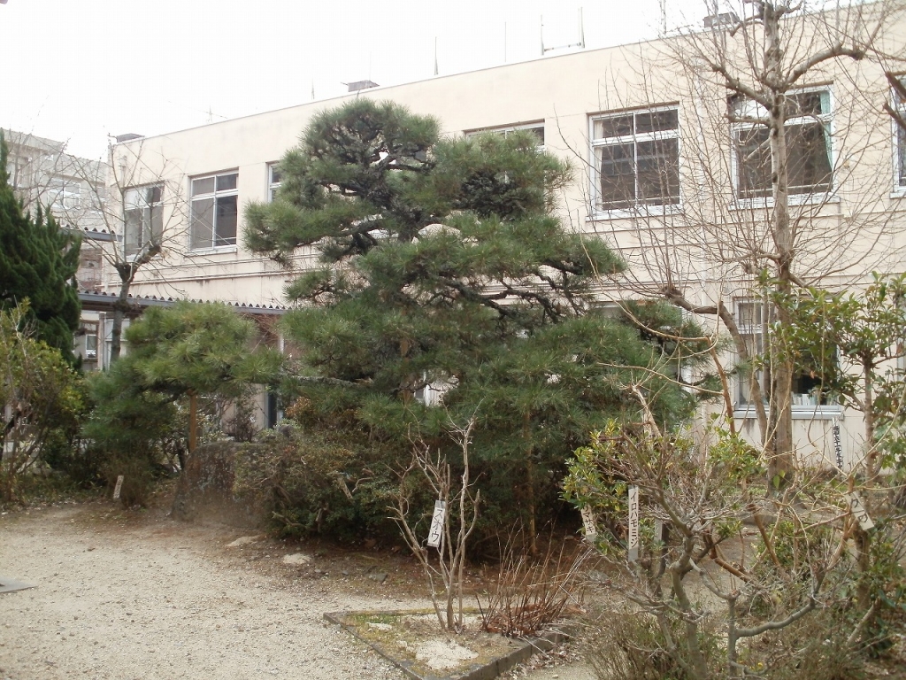 大正天皇お手植えの松